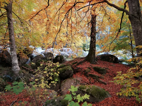 Une Scène Envoûtante Une Forêt Automne Aux Arbres Élancés Dorés — Photo
