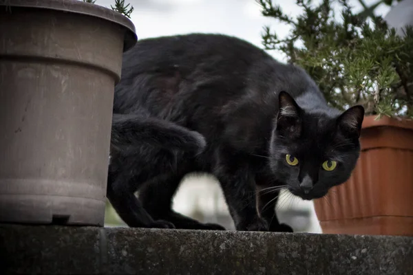 Svart Katt Stirrar Betraktaren Från Väggen Med Blomkrukor — Stockfoto