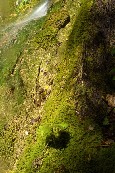 Widok Lotu Ptaka Stoki Alg Bardzo Rzadki Kruchy Ekosystem — Zdjęcie stockowe