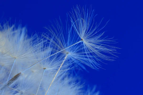 Eine Makroaufnahme Von Weißen Löwenzahnsamen Auf Blauem Hintergrund — Stockfoto