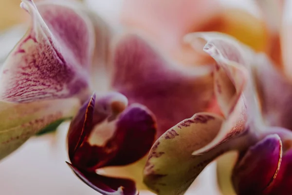 Een Close Shot Van Roze Orchideeën — Stockfoto