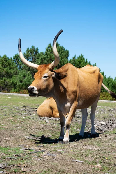 Vue Portrait Une Vache Brune Avec Grandes Cornes — Photo
