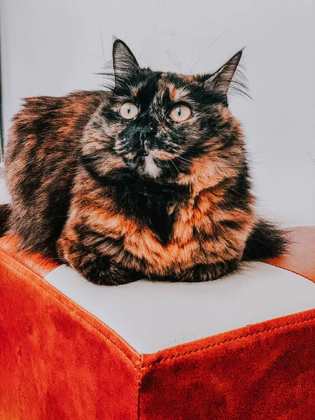 Funny Fluffy Domestic Cat Sitting Couch — ストック写真