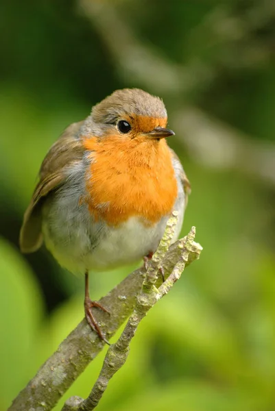 Retrato Close Pássaro Robin Europeu Bonito Sentado Galho Fundo Borrado — Fotografia de Stock