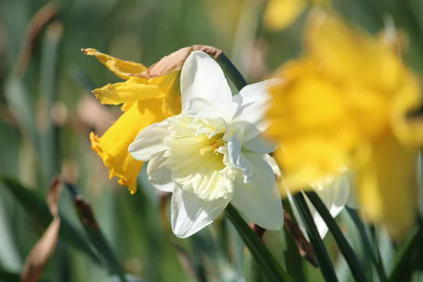 Primer Plano Narcisos Amarillos Blancos Creciendo Campo —  Fotos de Stock