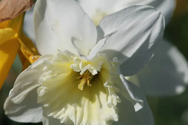 Primo Piano Narciso Bianco Giardino — Foto Stock