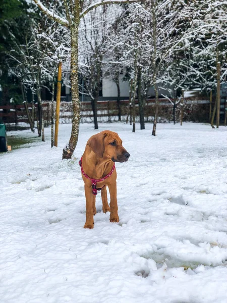 Датская Собака Мастиф Заснеженном Парке — стоковое фото