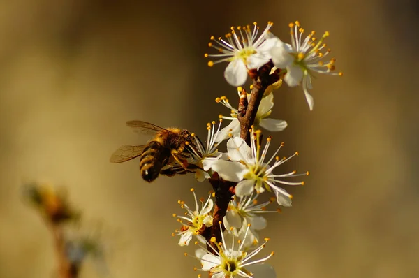 Medová Včela Traktoru Makro Pyl Dobře Viditelný — Stock fotografie