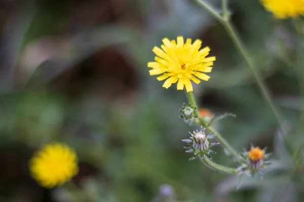 Bulanık Bir Arkaplanda Çiçek Açan Sıradan Bir Karahindibanın Taraxacum Officinale — Stok fotoğraf