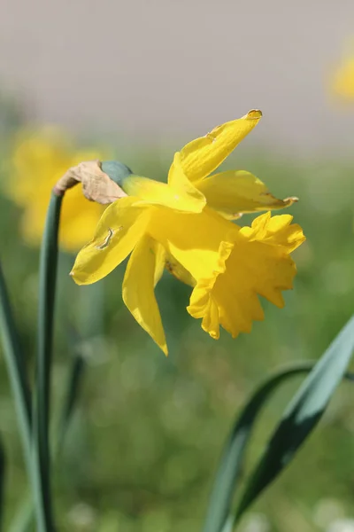 Tiro Close Lindo Narciso Amarelo — Fotografia de Stock