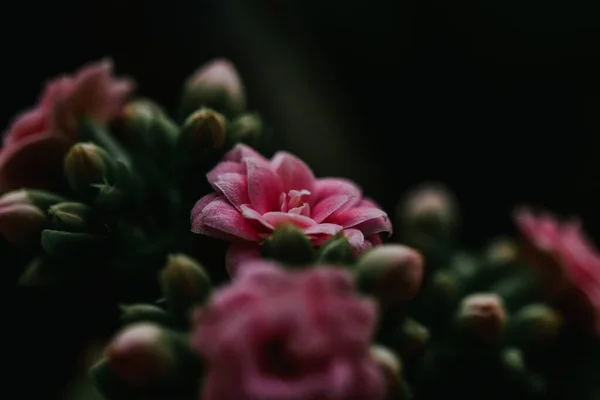 Eine Nahaufnahme Von Schönen Rosa Gartenrosen — Stockfoto