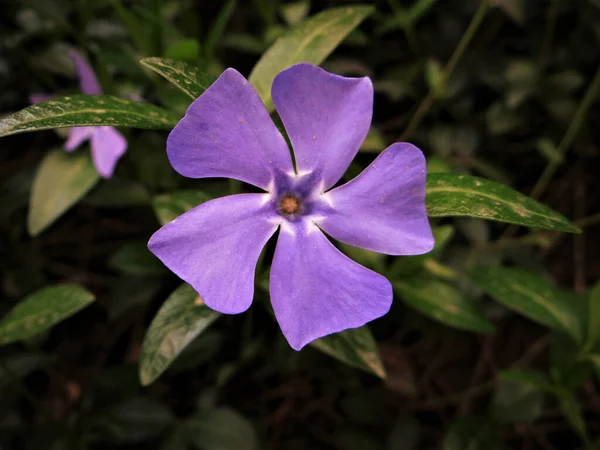 Närbild Top View Skott Fascinerande Periwinkle Blomma — Stockfoto