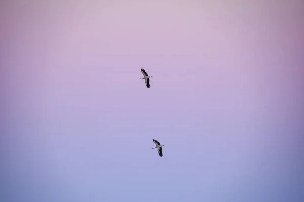Tiro Ángulo Bajo Dos Cisnes Volando Bajo Cielo Pintoresco — Foto de Stock