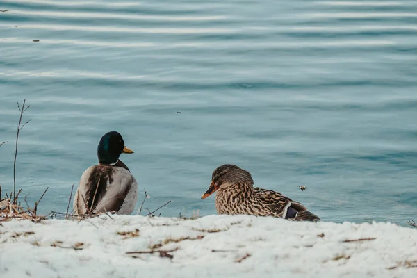 Closeup Shot Two Ducks Swimming Lake — Φωτογραφία Αρχείου