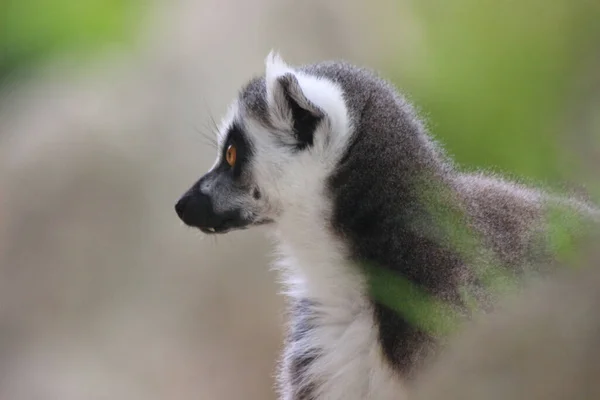 Hayvanat Bahçesinde Halka Kuyruklu Bir Lemur — Stok fotoğraf