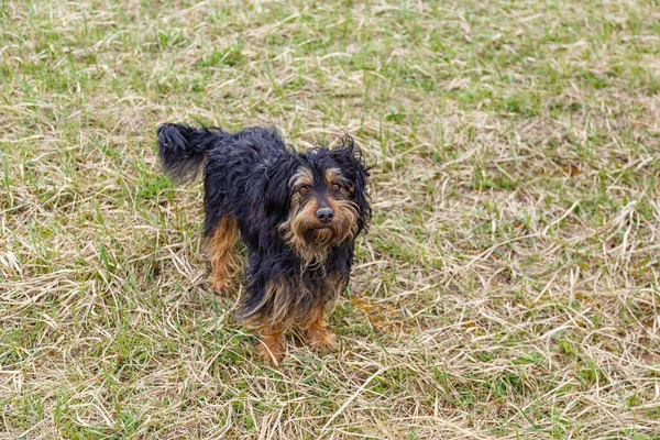 Hög Vinkel Skott Brun Svart Hund Gräset Tittar Kameran — Stockfoto