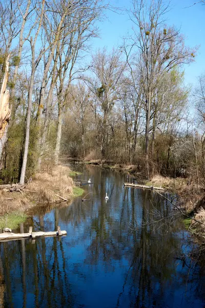 Eine Vertikale Aufnahme Eines Ruhigen Flusses Wald Mit Spiegelung — Stockfoto