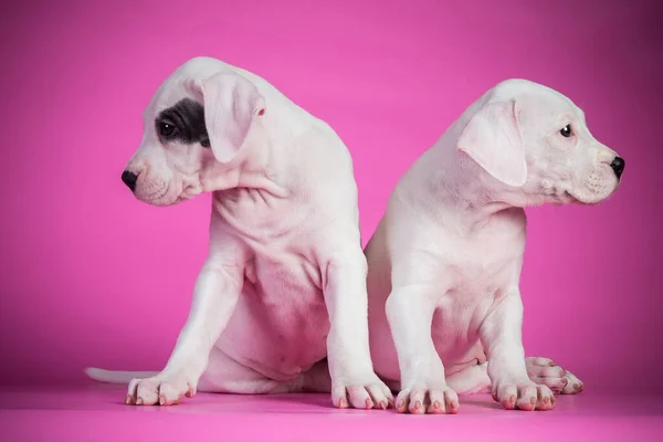 Dois Cachorros Dogo Argentino Fundo Rosa — Fotografia de Stock
