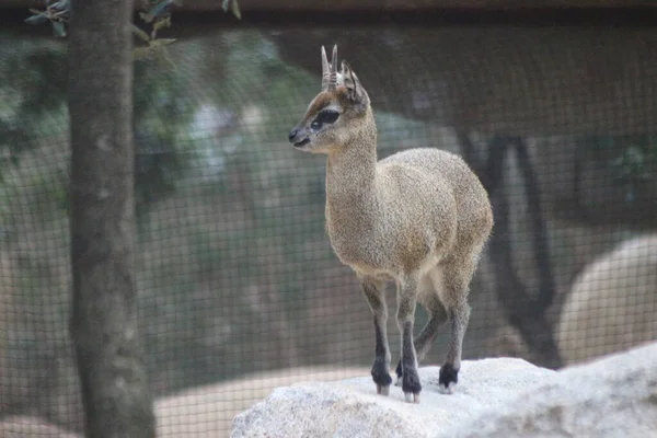 Een Baby Antilope Een Dierentuin — Stockfoto