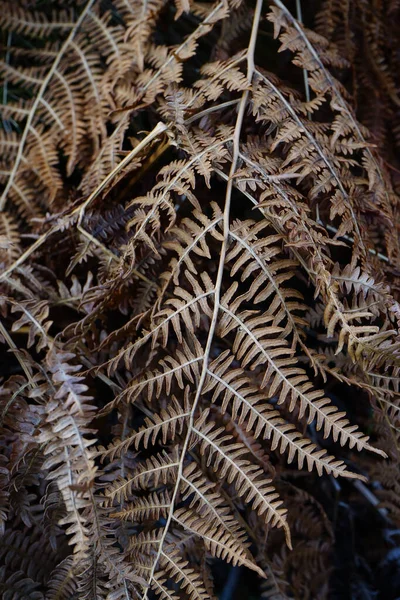 乾燥した秋のシダの垂直ショット — ストック写真