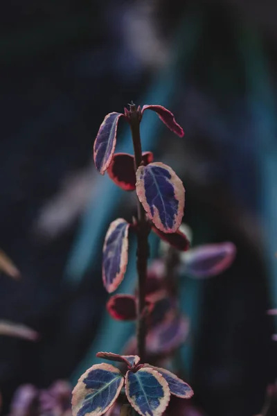 Μια Κάθετη Λήψη Του Ευώνυμου Φύλλα — Φωτογραφία Αρχείου