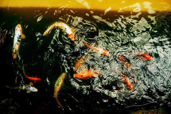 Sebuah Pemandangan Atas Ikan Koi Kolam Gosford Edogawa Taman Peringatan — Stok Foto