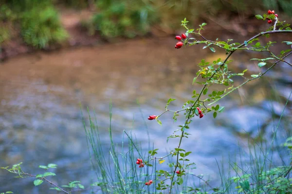 Krásný Záběr Růží Větvičku Visící Nad Jezerem Pralese — Stock fotografie