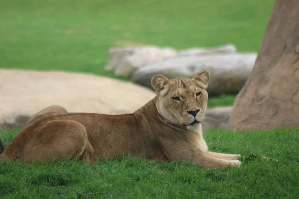 Lioness Sitting Green Grass — Stock Photo, Image