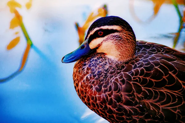 Eine Ente Der Gosford Regional Gallery Und Edogawa Commemorative Garden — Stockfoto