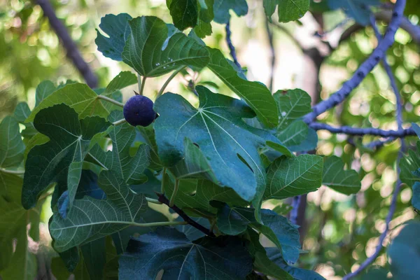 Nahaufnahme Einer Reifen Feigenfrucht Auf Den Zweigen Eines Feigenbaums Ficus — Stockfoto