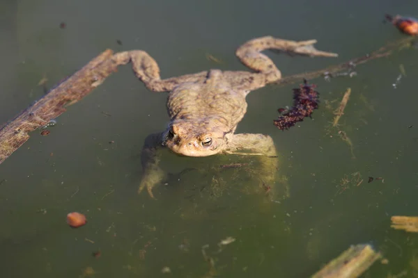 Žába Opouštějící Zimoviště Shromažďující Mělkých Vodních Tělech — Stock fotografie