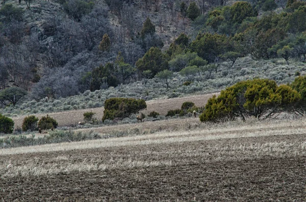 Paisaje Montañoso Con Arbustos Árboles — Foto de Stock