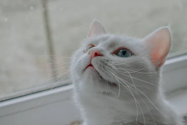 Close Gato Branco Bonito Com Olhos Azuis — Fotografia de Stock