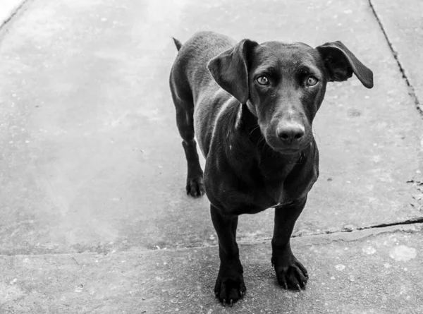 Svart Hund Står Utomhus — Stockfoto