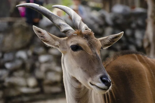 Mise Point Sélective Une Antilope Zoo — Photo