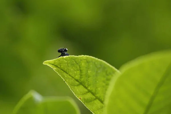Selektiv Fokusbild Insekt Ett Grönt Löv — Stockfoto