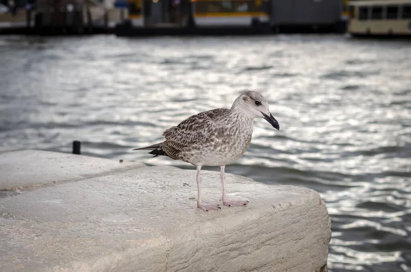 Closeup Shot Seagull Sitting Stone Water — Stock Photo, Image