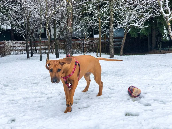 Deense Mastiff Hond Het Besneeuwde Park — Stockfoto