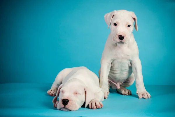 Twee Dogo Argentino Puppies Blauwe Achtergrond — Stockfoto