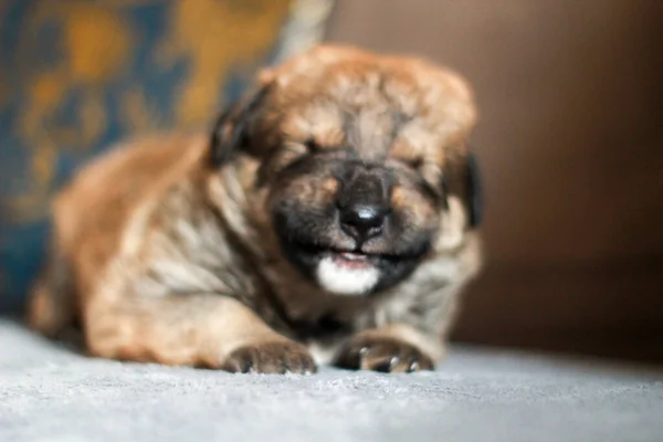 Een Closeup Shot Van Een Schattige Pup Liggend Een Bank — Stockfoto