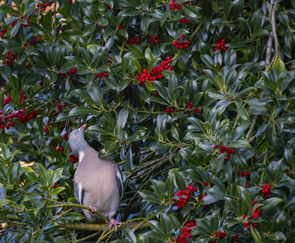 Eine Gewöhnliche Waldtaube Hockt Auf Einem Stechpalmenzweig — Stockfoto