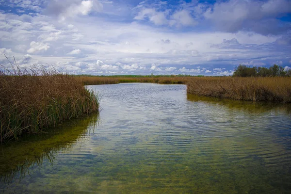 Buğday Tarlasının Ortasındaki Bir Nehrin Yatay Görüntüsü — Stok fotoğraf