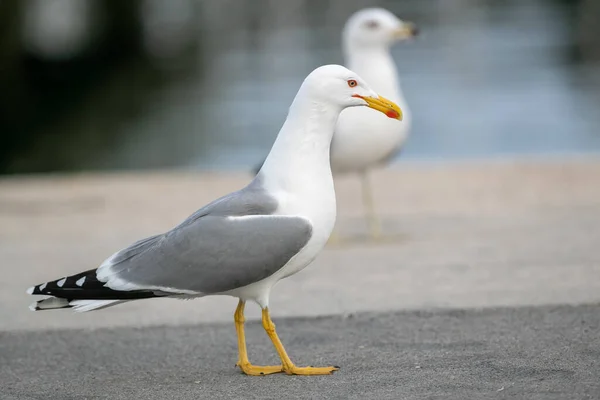 Une Mouette Bord Lac Dans Parc — Photo