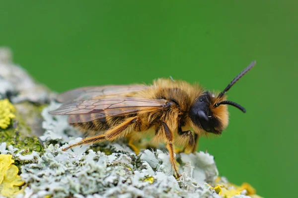 Close Uma Fêmea Pernas Amarelas Mining Bee Pedaço Madeira Coberta — Fotografia de Stock