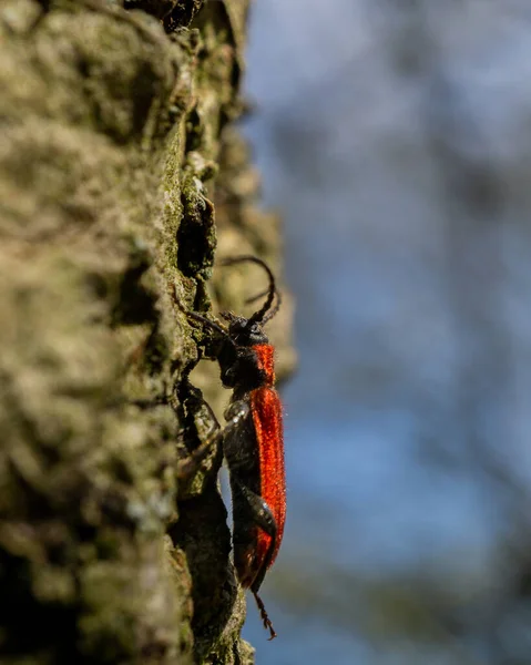 Vertical Shot Red Pyrrhidium Sanguineum — Stock Photo, Image