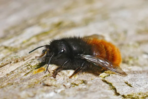 Närbild Kvinnlig Europeisk Fruktträdgård Frimurarbi Osmia Cornuta Sola Trä — Stockfoto