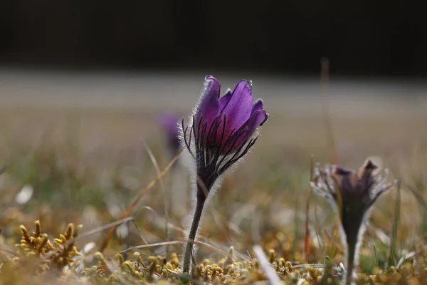 Closeup Shot Beautiful Purple Fluffy Flower Oriental Pulsatilla Patens Pasqueflower — Stock Photo, Image