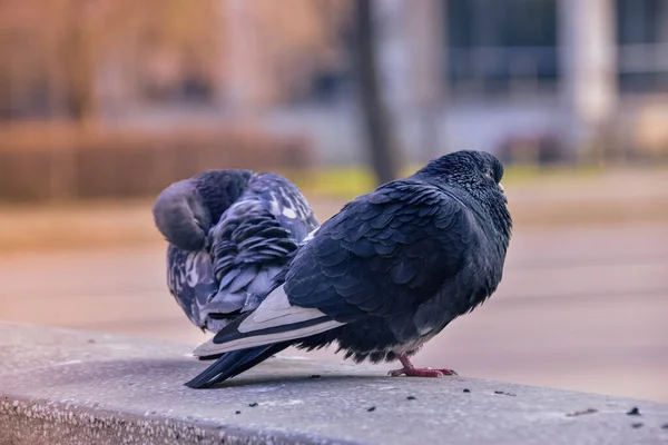 Nahaufnahme Von Zwei Tauben Auf Dem Steinernen Geländer — Stockfoto