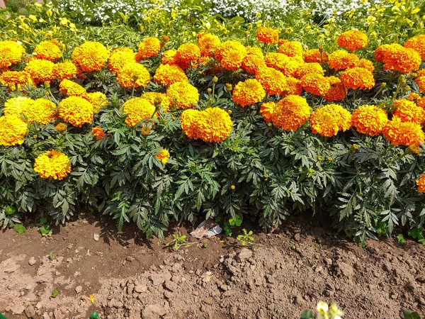 Las Hermosas Flores Del Jardín Una Soleada — Foto de Stock