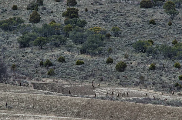 Paysage Montagneux Avec Divers Animaux Sauvages Buissons — Photo